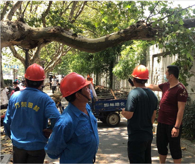 大樹砸中車輛 物業(yè)處置及時